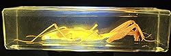 4.3" Real Praying Mantis in Crystal Clear Lucite