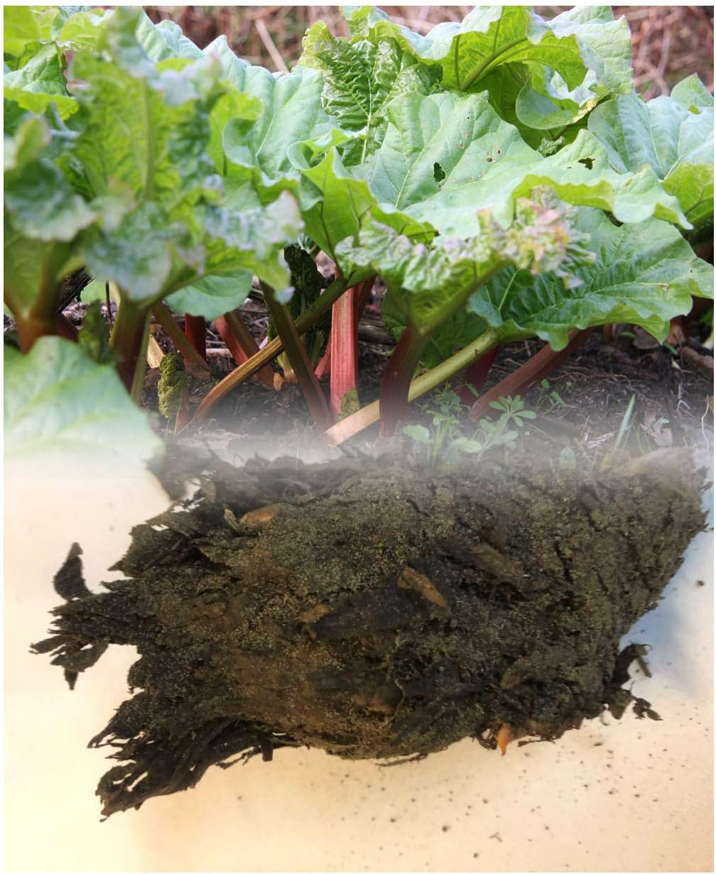 GARTHWAITE NURSERIES® : - UK Stockist : - Rhubarb Crowns Timperley Grade 1 Commercial Quality Juicy & Sweet Perennial