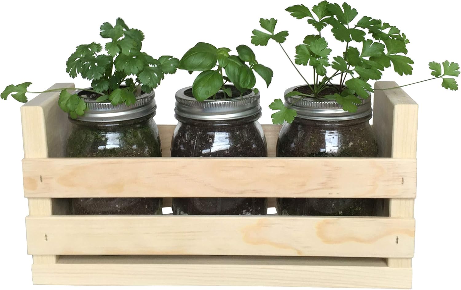 Amazon Com Indoor Herb Garden Kit Great For Growing An Indoor Herb Garden Includes Everything You Need To Grow A Herb Garden Cilantro Basil Parsley In A Simple Container Garden