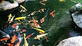 AlpineReach Koi Pond Netting Kit 4.5m x 6m Heavy Duty Mesh with Stakes view 6
