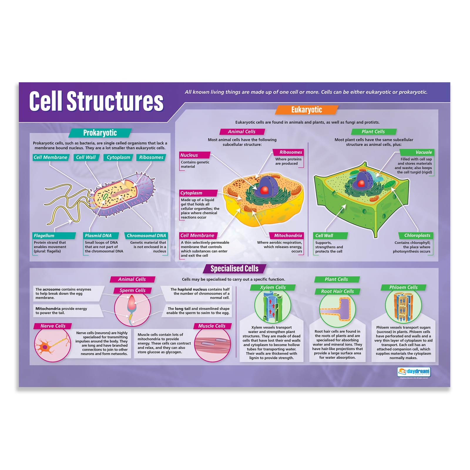 Daydream Education Cell Structures Classroom Poster - EXTRA LARGE - A1 (850mm x 594mm) - Gloss Paper - Science Secondary School Wall Charts