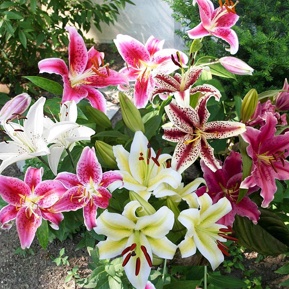 4 x Lilies Oriental Mixed- Highly Fragrant Flowers in Vibrant Colors- Enjoy A MID Summer Blooming Garden