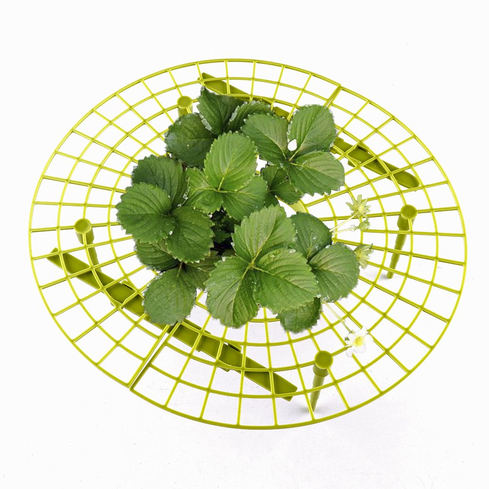GREENSTORE - Marco de Cultivo de Fresas para Plantar Fresas, 5 ...