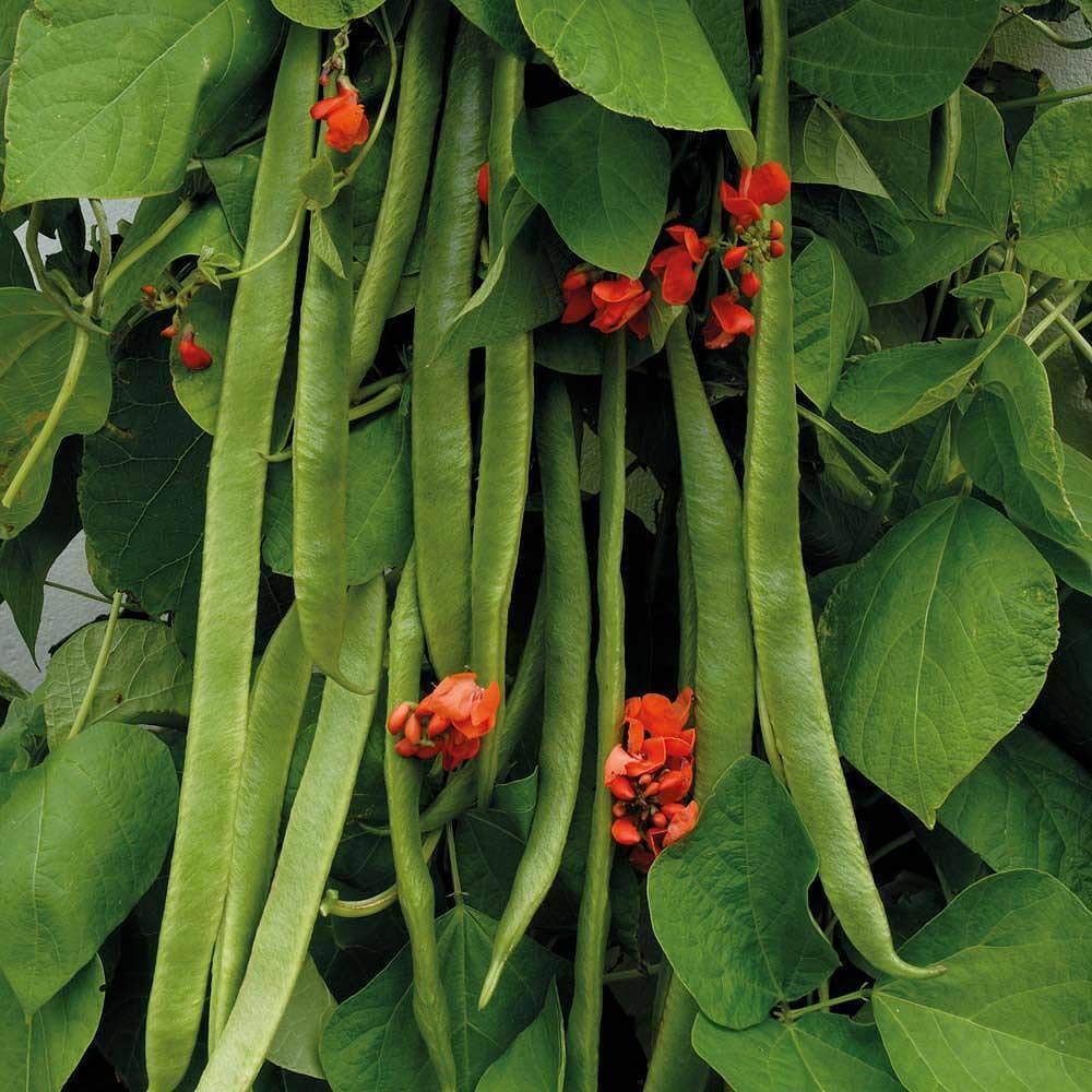 Runner Bean Seeds 'Benchmaster' Half-Hardy Annual Vegetable Garden Plants Easy to Grow Sow Your Own at Home 1 Packet of 40 Seeds by Thompson and Morgan