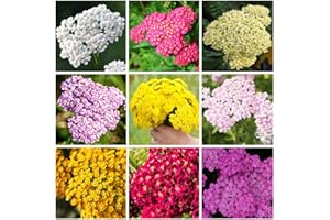 2000+ Mix Yarrow Seeds, Non-GMO, Heirloom, Open Pollinated Yarrow Seeds for Planting Home, Garden, Easy to Plant