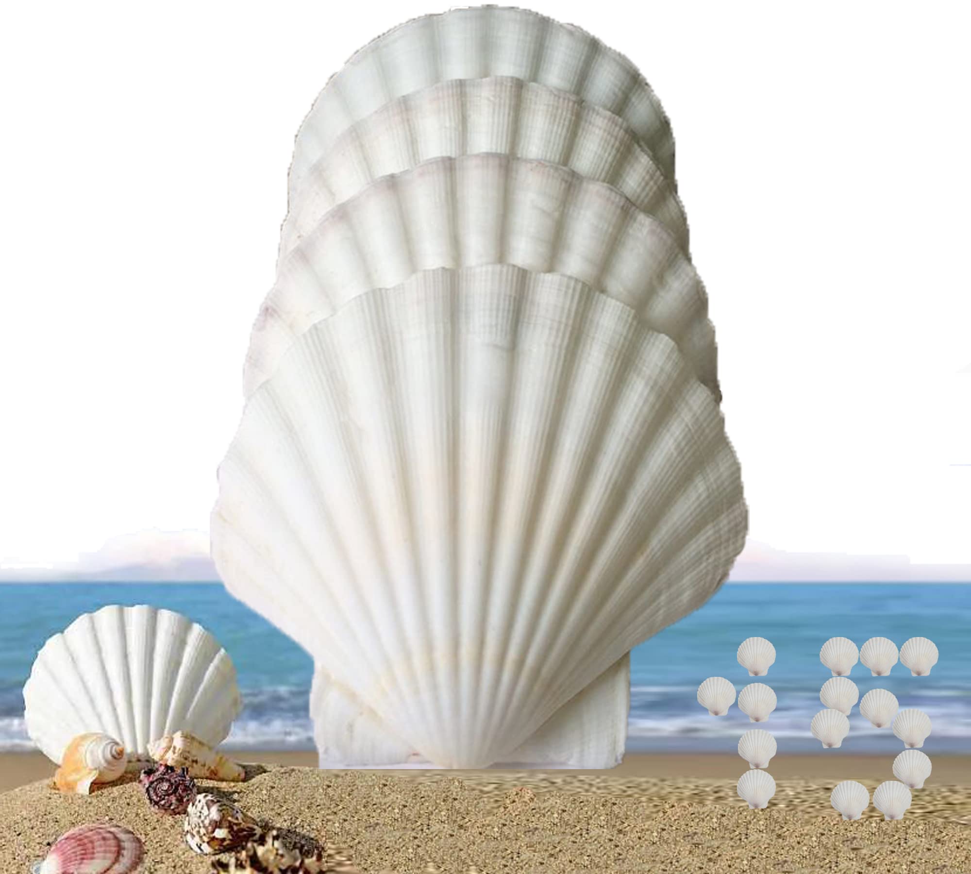Photo 1 of 15 Pcs Sea Shells (3.1-3.5inch) White Large Scallop Shells for Baking Cooking, Big Natural Clam Seashells for DIY Crafts Seashell Beach Decorating for Home Decor