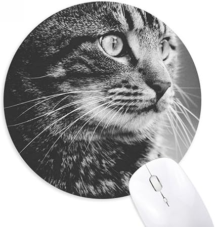 Diythinker Profil Chat Noir Rond Blanc Sauvage Des Animaux