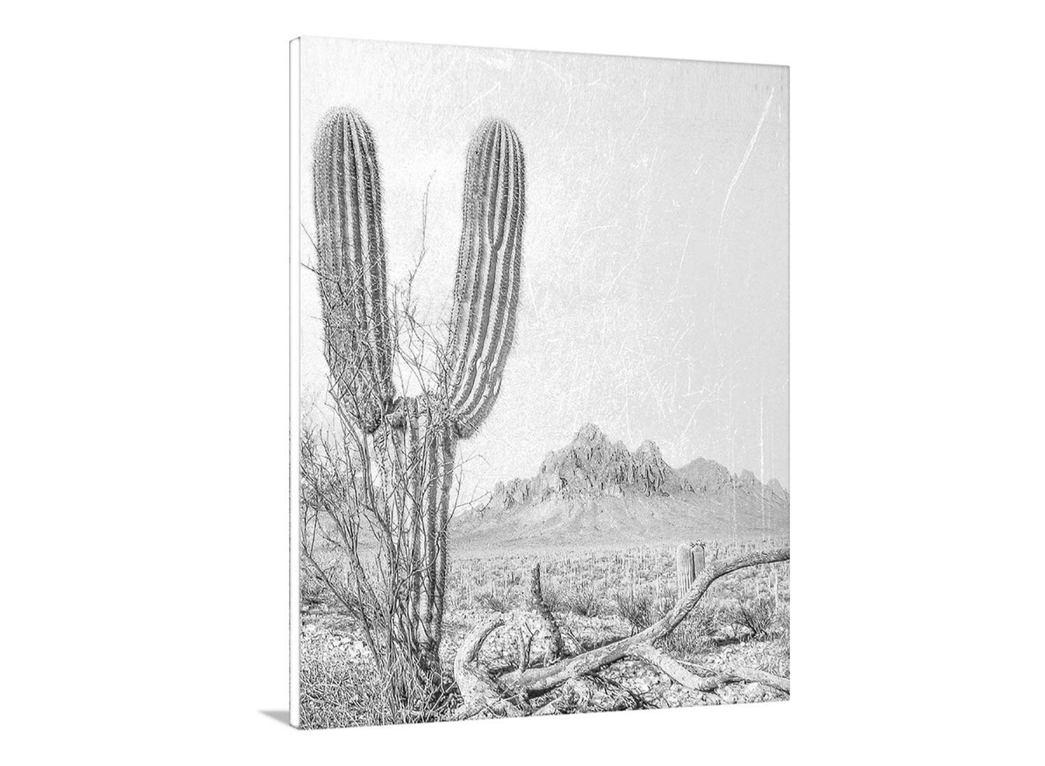 cactus painting black and white