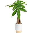 Costa Farms Money Tree Live Indoor Plant, Easy Care, Pet Safe, Decor Pot | Braided good luck tree, low maintenance houseplant