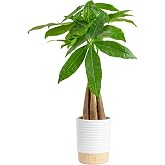 Costa Farms Money Tree Live Indoor Plant, Easy Care, Pet Safe, Decor Pot | Braided good luck tree, low maintenance houseplant