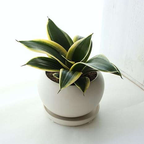 Amazon Kobe Flower Smith Reiri 送料無料 ミニ観葉植物 サンスベリア 珍しい3品種 ハニーボニー 観葉植物 オンライン通販