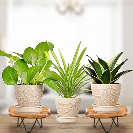 Plantmojo Ceramic Pot with Saucer, White, 1 Golden Money Plant, 1 Spider Plant, 1 Snake plant, 3 Textured Pots with Saucers