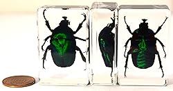 44mm Real Unicorn Green Rose Chafer Beetle in