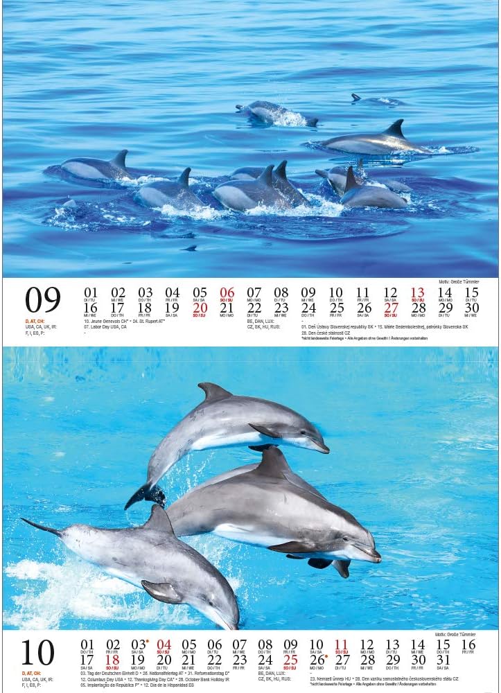 30 X 30 Cm In Inglese Calendario Murale 16 Mesi Include 180 Adesivi Promemoria Squali E Delfini Calendari Agende Rubriche E Organizer Calendari Da Muro