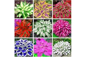 Breoudo Mix 200+ Hosta Seeds (Shade-Tolerant Perennials) - Easy to Grow, Low Maintenance & High Ornamental Value for Gardens/Pots