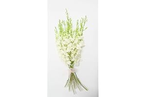 ATHENA'S GARDEN Bunch of Fresh Dendrobium White Cut Orchids from Nursery, Bunch of 10 Stems (Fresh Cut)