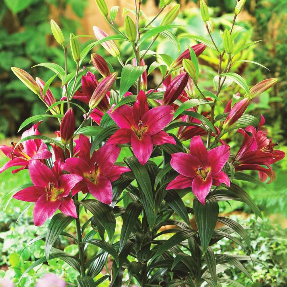 2 x Lily Purple Prince ‘Like a Tree’ - Giant Lilies – Upto 10 Flowers per Bulb – Deep Purple Frilly Blossoms – Large Trumpet Shaped Flowers – Sweet Aromatic Fragrance - for a Beautiful Summer Garden