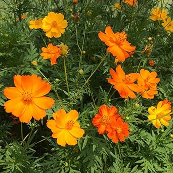 B H Wildblumenwiese Blumensamen Winterhart Mehrjahrig Cosmos Gerbera Blumensamen Garten Wildblumenkern Gelbe Blume 250g Amazon De Kuche Haushalt