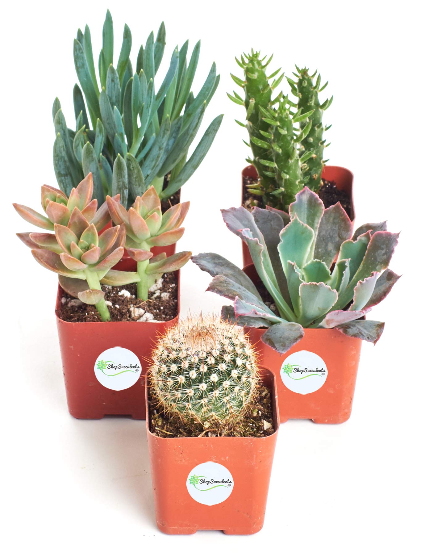 Shop Succulents Assorted Collection of Live Succulent Plants, Hand