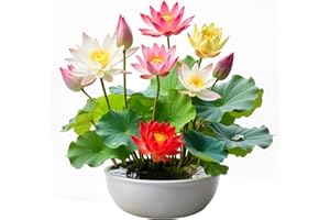 GENERIC 35Pcs Mixed Lotus Seeds for Planting in Water, Colorful Bowl Lotus & Water Lily Flower Seeds for Ponds, Bonsai, Indoor Water Gardens & Lotus Bowl Planter, Grow Easily Low Maintenance