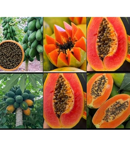 30 Seeds – Papaya Caribbean Sunrise Tropical Fruit, Home Grow Cactus & Succulent Friendly