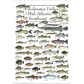 Amazon.com: Earth Sky + Water - Fishes of the Outer Banks - Poster ...