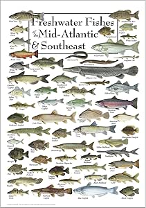 Amazon.com: Earth Sky + Water - Freshwater Fishes of The Mid-Atlantic ...