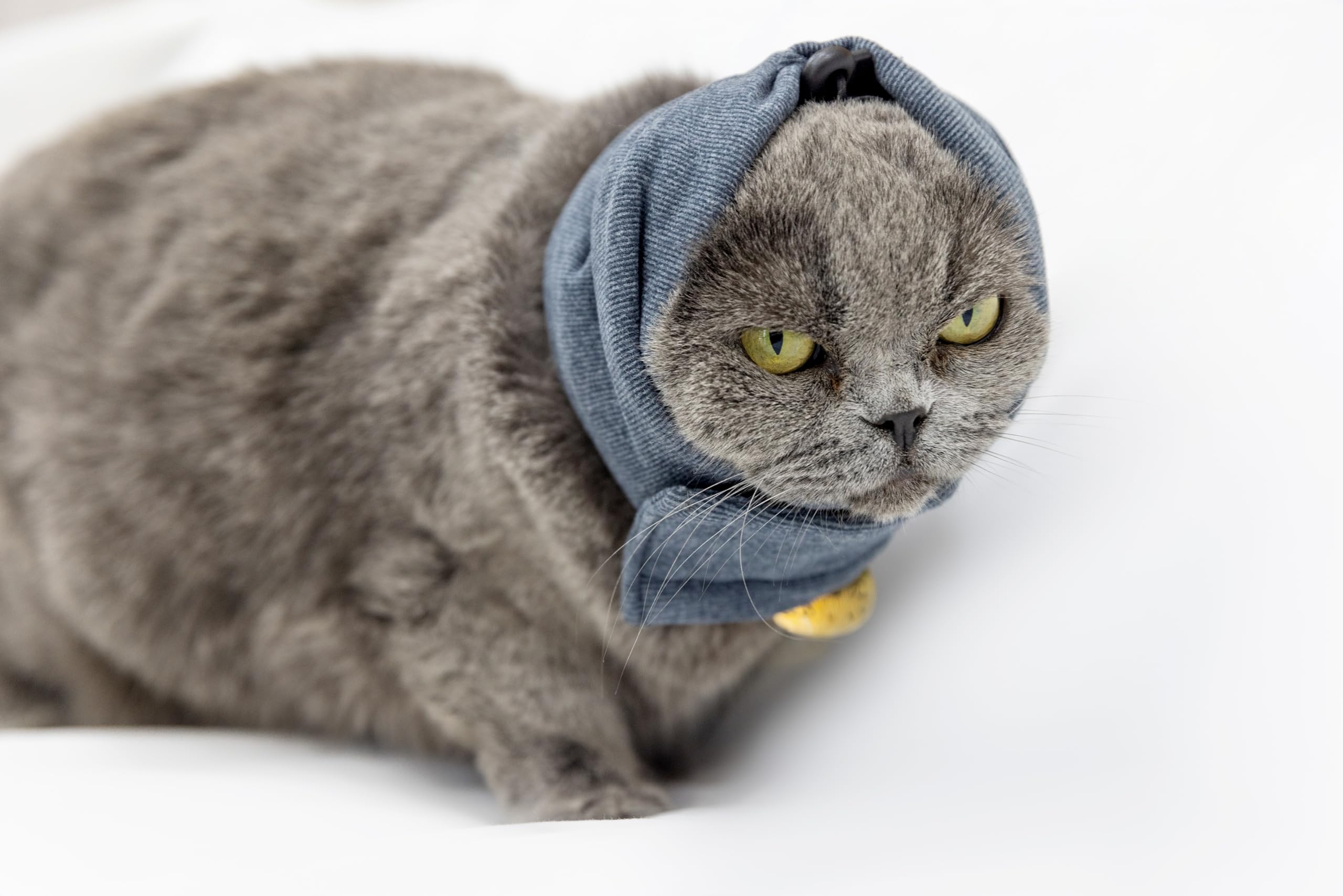 DDFS Cat Hematoma Ear Wrap,Keep Calm Comfort Anti Anxiety&Stress Relief ...