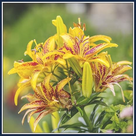 Amazon 花ユリ 球根 百合球根 香りが良い花 庭の植栽 屋外に植えることができる 美しく 世界的に有名で 美しい盆栽 装飾的な価値 4 球根 2 花