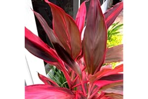 DISCOUNT HAWAIIAN GIFTS HAWAIIAN RED TI LEAF PLANT 2 LOGS ~ GROW HAWAII