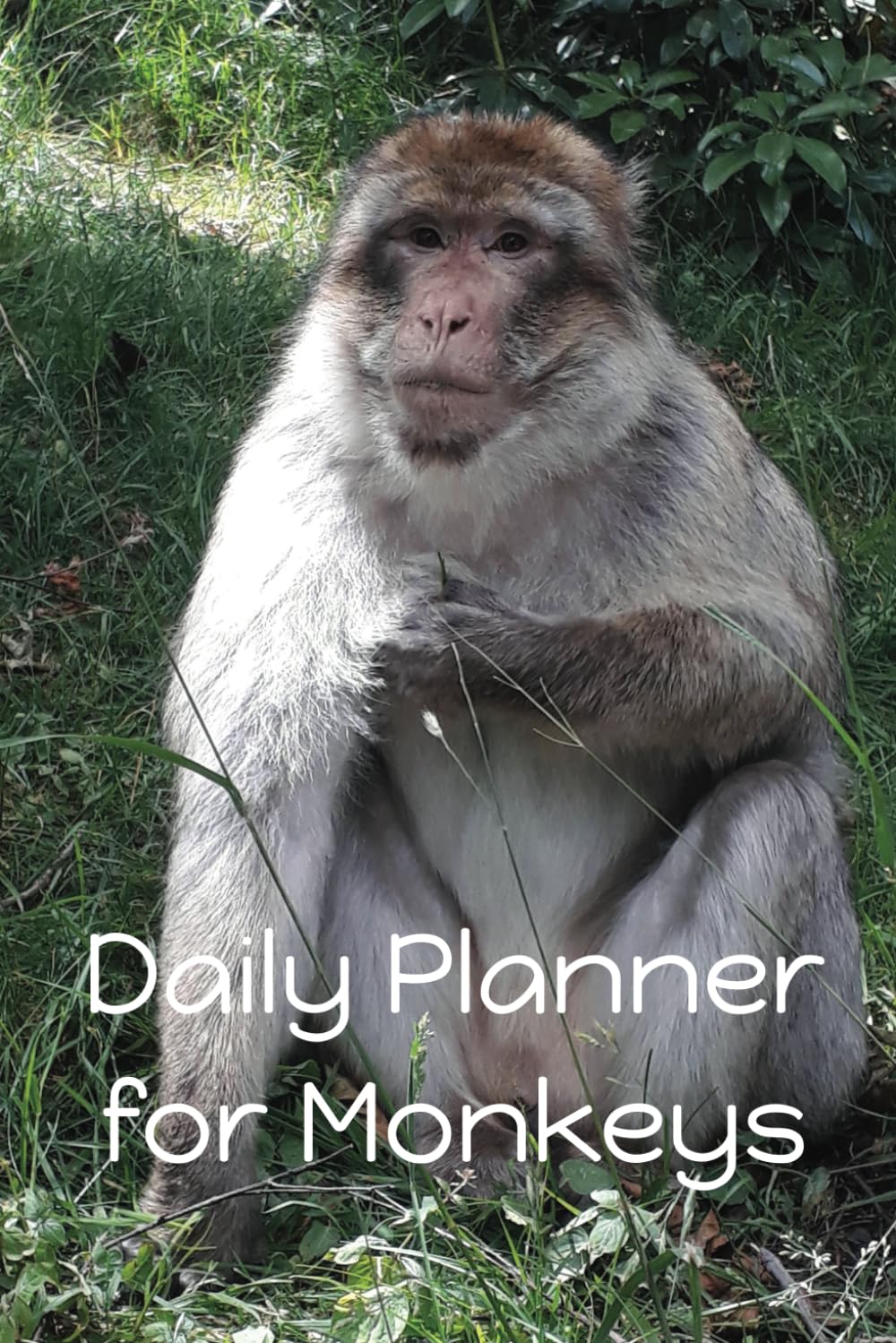 Daily Planner for Monkeys: Stay on top of your foraging, socialising and grooming. All monkeys need to do this.