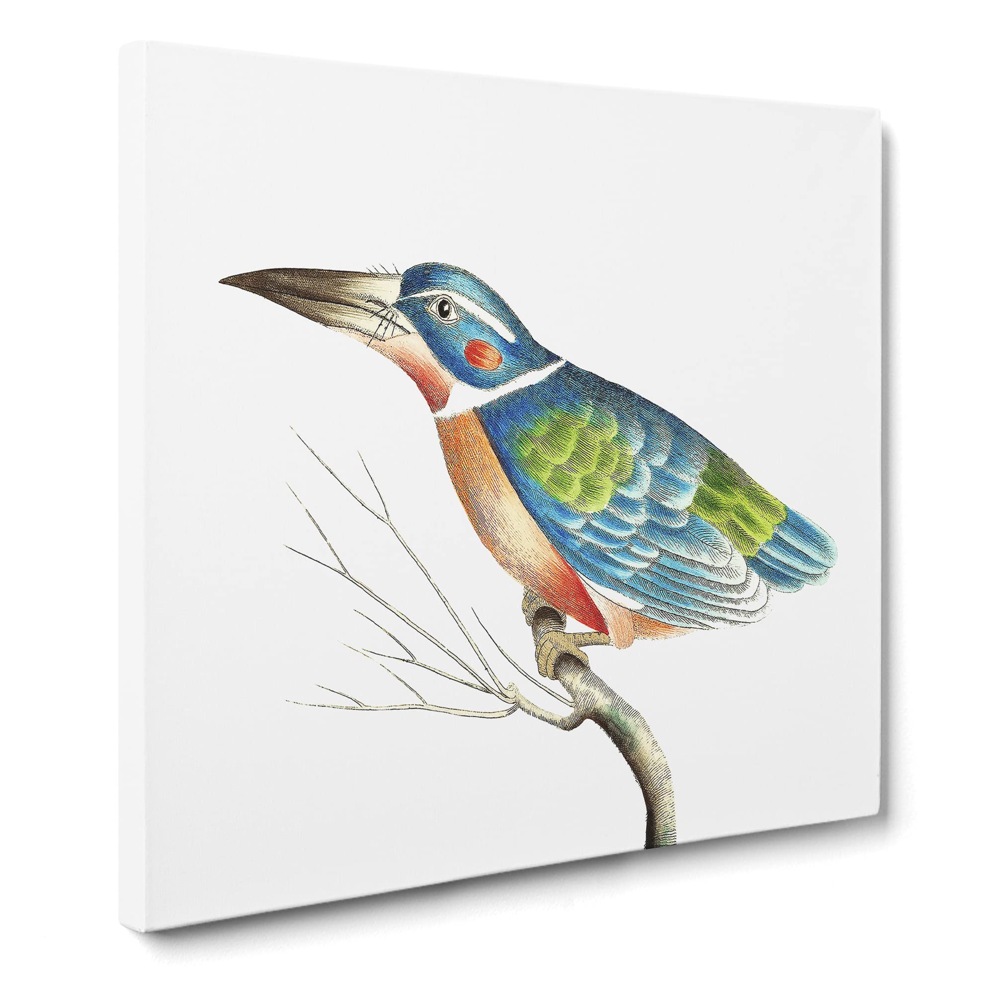 A Blue Kingfisher Bird by George Shaw Canvas Print | Gallery Wrapped 30mm Frame Wall Art | 14x14 inches | Ready to Hang | Retro Animals Picture | Living Room Bedroom Lounge Office
