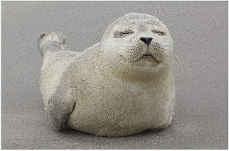 Amazon Co Jp 室内 屋外用 天然コイア繊維 春 夏 ドアマット 40x60cm 若いハイイロアザラシの子犬 これは完全に自慢の子犬で 外向的な性格を持っています インチ 高耐久 ペットと犬用ドアマット 屋内屋外 防水 お手入れ簡単 新年の装飾 ペット用品