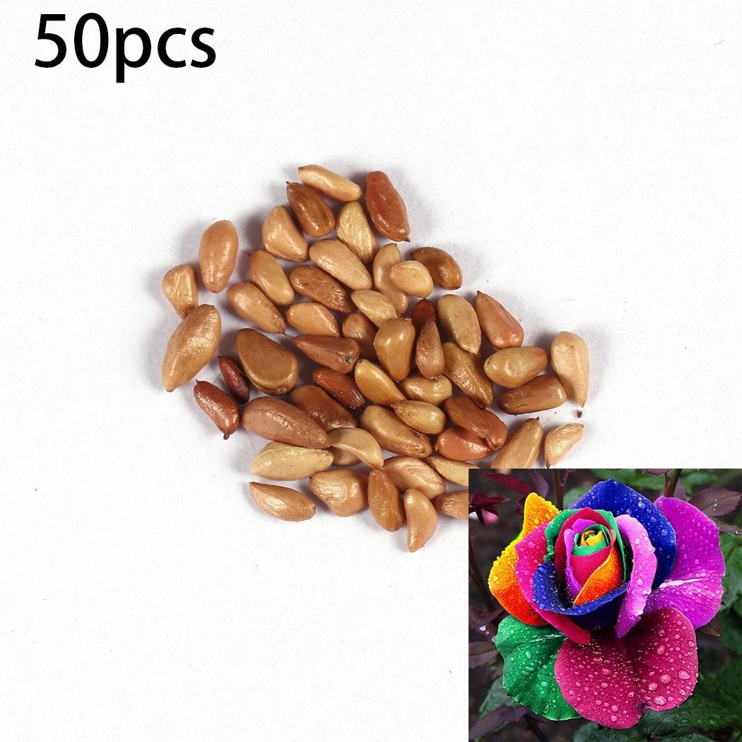 Pesters New Nice Adorable Flower Fragrant Seeds Fragrant Blooms Rose Seeds