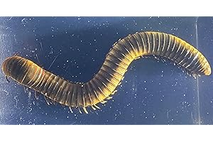 HQRP-CRYSTAL 2.9" Real Millipede in Crystal Clear Lucite Resin Specimen Preserved Animal Insect Bug Taxidermy Crafts Collection for Biology Science Education & Desk Ornament Display Supplies Paperweight