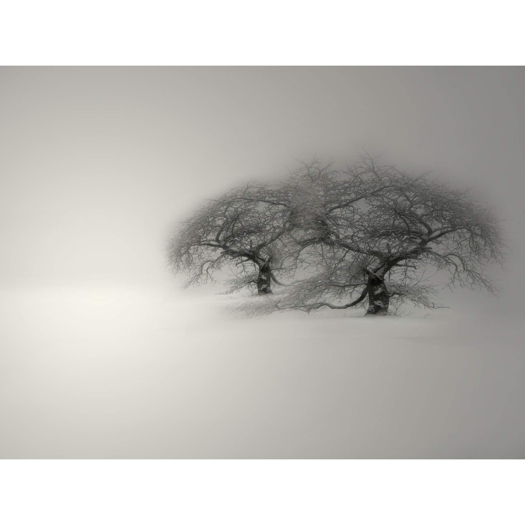 Wee Blue Coo Composition Winter Scene Trees Snow Cold Frozen Frost Art Canvas Print