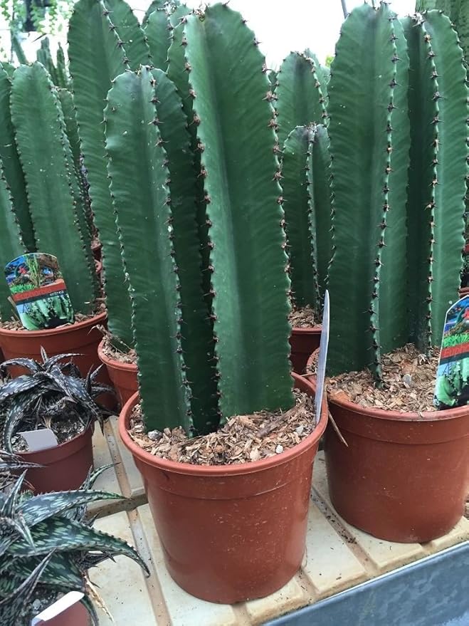 Cactus Euphorbia eritrea Twin Stem plant in a 17cm pot. Approx 55cm
