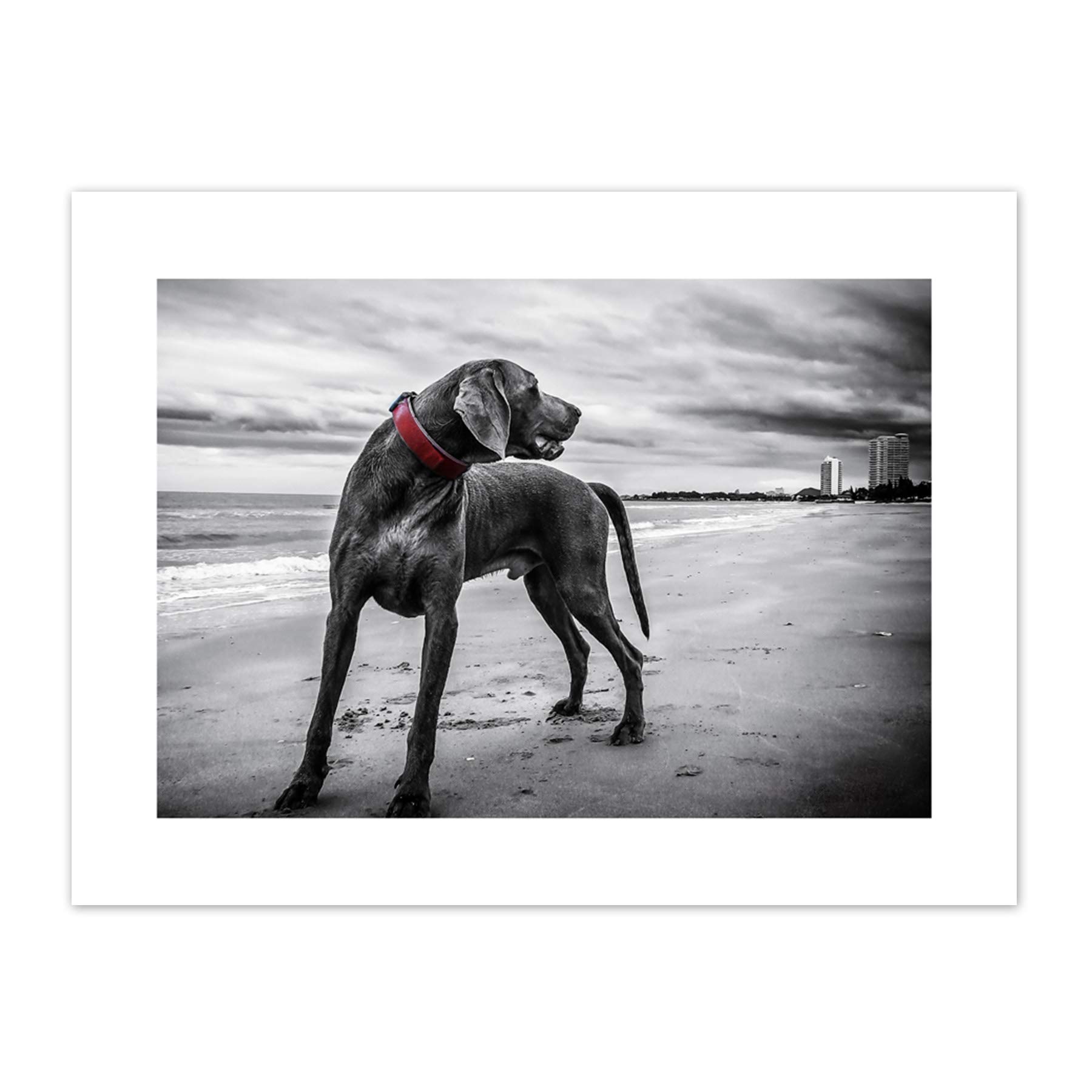 Weimaraner Dog Beach BW Canvas Wall Art Print