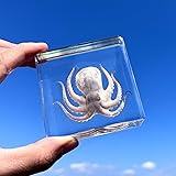 Taxidermy Octopus in Resin - Real Model Animals
