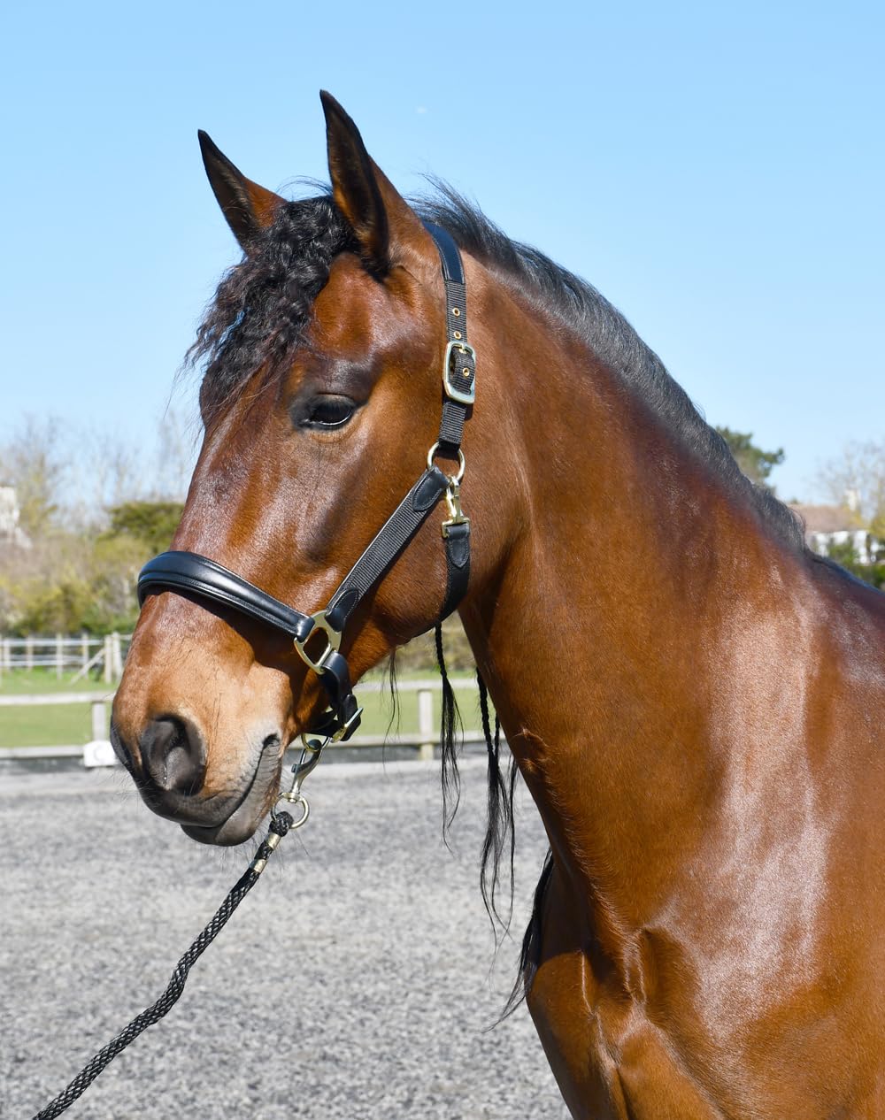 Rhinegold Softee Leather Padded Headcollar-Full Black/Black