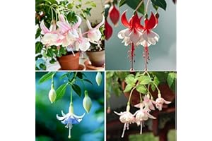 Fuchsia Flower Seeds for Planting, 200+ Mixed Seeds, Perennial, Non-GMO Heirloom for Home Garden