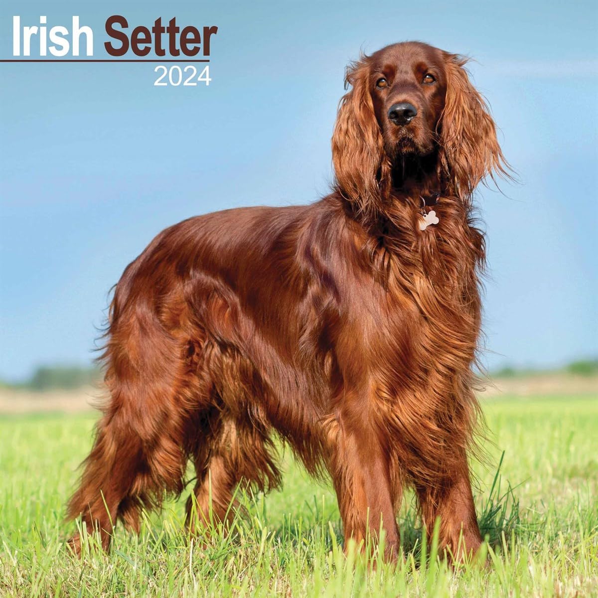 Irish Setter Calendar 2024 | Square Dog Breed Wall Calendar - 16 Month