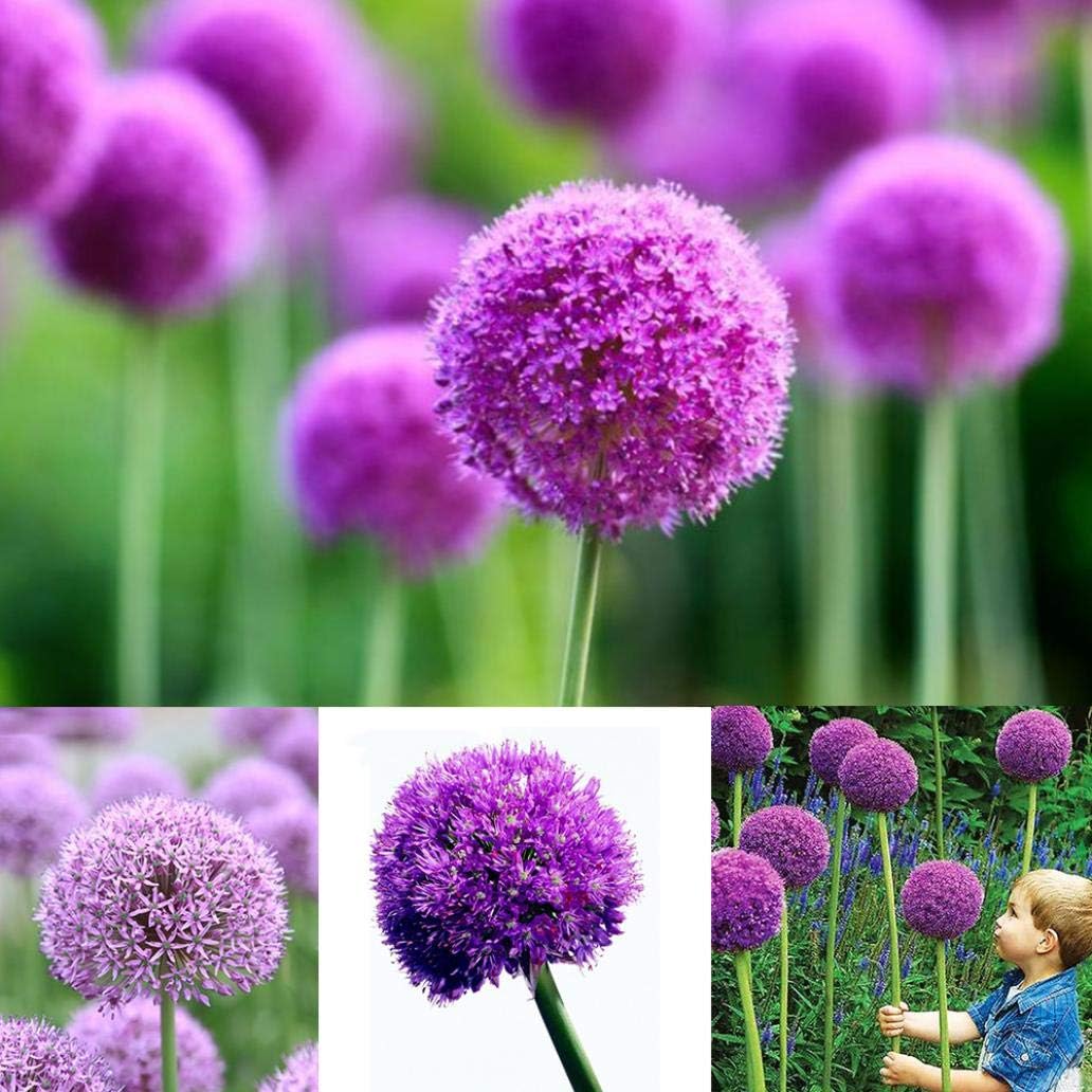 40 Pcs Purple Giant Allium Seeds Giganteum Onion Flower Planting Garden Decor