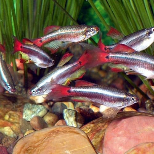 Longfin White Cloud Minnow (Packs of 12) - Live Fish for Aquarium ...