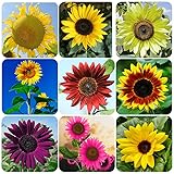 1000pcs Mix Sunflower Seeds for Planting