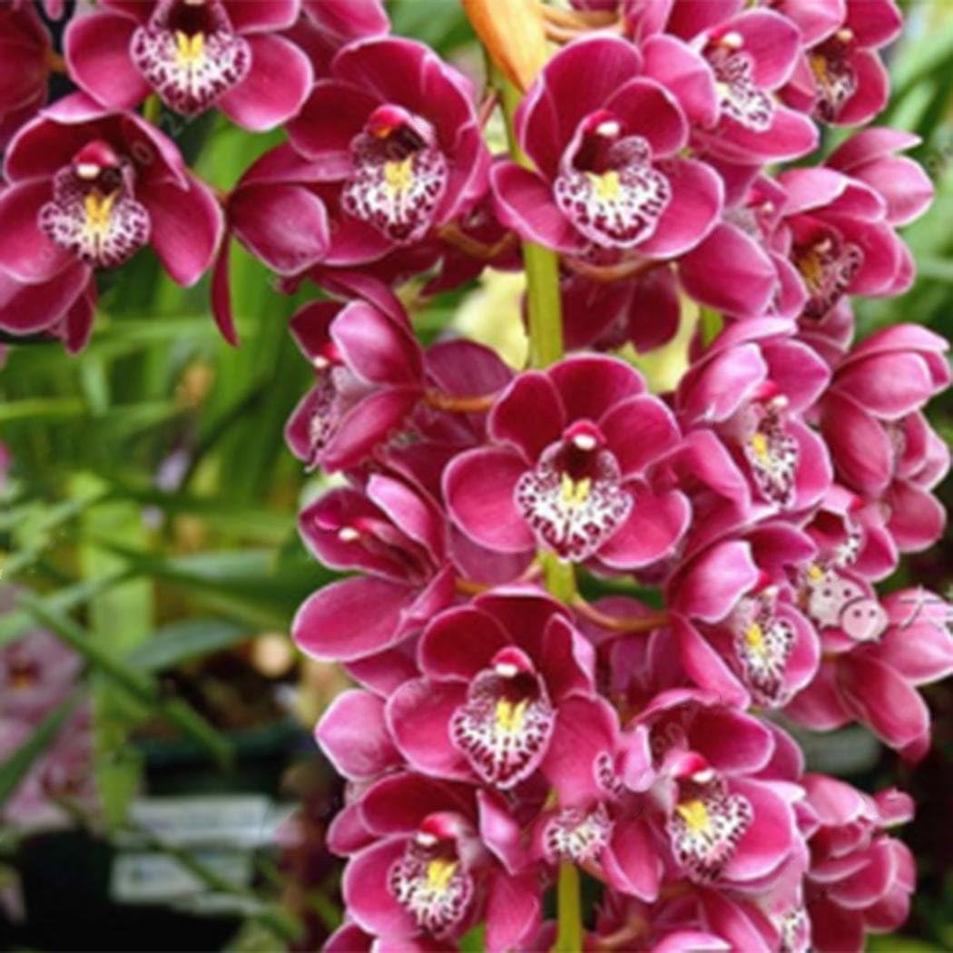 Feriay New Nice Adorable Flower Fragrant Seeds Fragrant Blooms Cymbidium Seeds Flowers