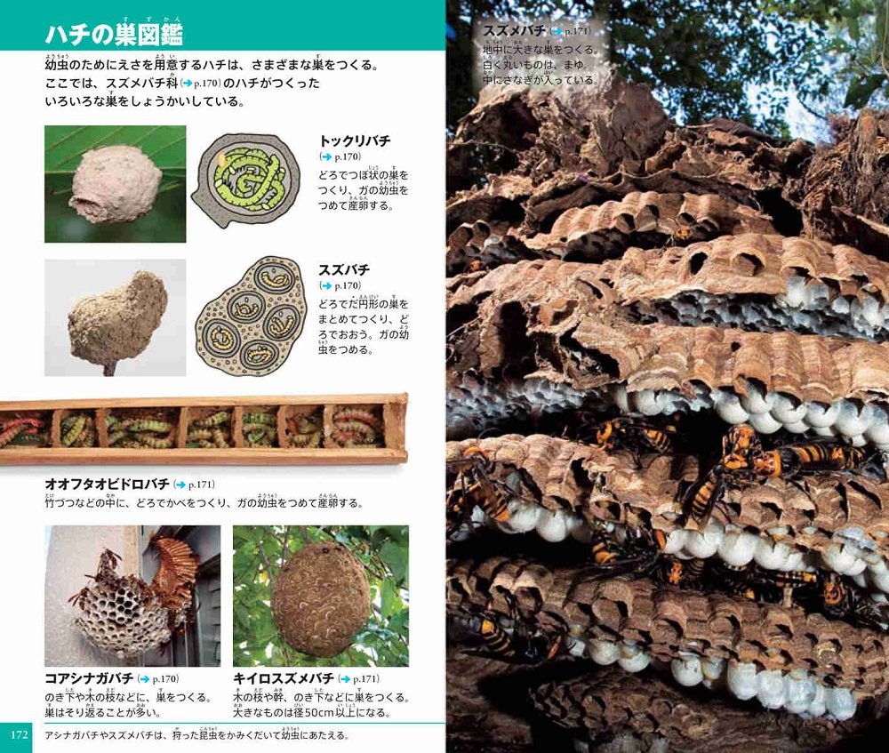 Picture Book Neo Pocket Of Shogakukan Insect 10 Isbn Japanese Import Keiichi Koike Nobuo Moriue Manabu Tsutsui Takashi Shinkai Tetsuji Mizuguchi Amazon Com Books Picture Book Neo Pocket Of Shogakukan Insect 10 Isbn Japanese Import Keiichi Koike Nobuo Moriue Manabu Tsutsui Takashi Shinkai Tetsuji Mizuguchi Amazon Com Books