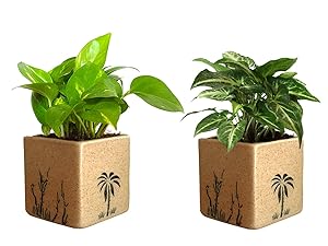 Rolling Nature Combo of Good Luck Air Purifying Live Money Plant and Syngonium Green Plant in Brown Square Aroez Ceramic Pot