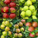 10 Seeds of Mixed Pink Lady Fuji Gala Honey Crisp Golden Delicious Native Fruit Apple Tree Seeds