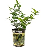 Garden State Bulb Persian Lime Tree, Citrus Live Plant (1 Gallon Growers Pot) Cannot Ship FL, AZ, CA, TX, LA